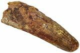 Real Fossil Spinosaurus Tooth - Feeding Worn Tip #311266-1